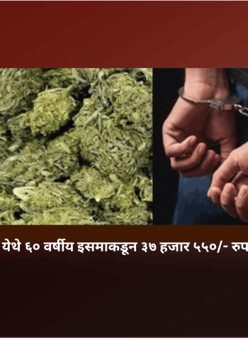 मौजे महाळुंगे येथे ६० वर्षीय इसमाकडून ३७ हजार ५५०/- रुपयांचा गांजा जप्त