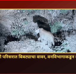 दुर्गाटेकडी परिसरात बिबट्याचा वावर, वनविभागाकडून शोध सुरु, नागरीकांना सावधगिरी बाळगण्याच्या सूचना