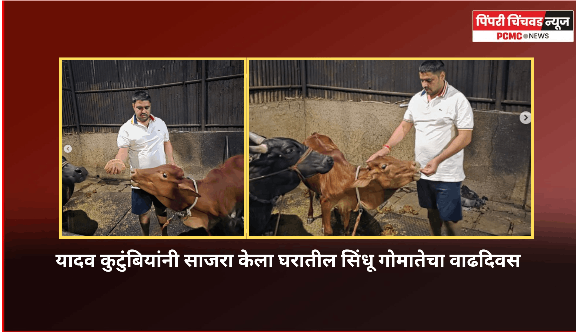 यादव कुटुंबियांनी साजरा केला घरातील सिंधू गोमातेचा वाढदिवस