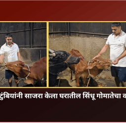 यादव कुटुंबियांनी साजरा केला घरातील सिंधू गोमातेचा वाढदिवस