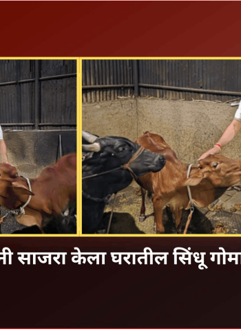 यादव कुटुंबियांनी साजरा केला घरातील सिंधू गोमातेचा वाढदिवस