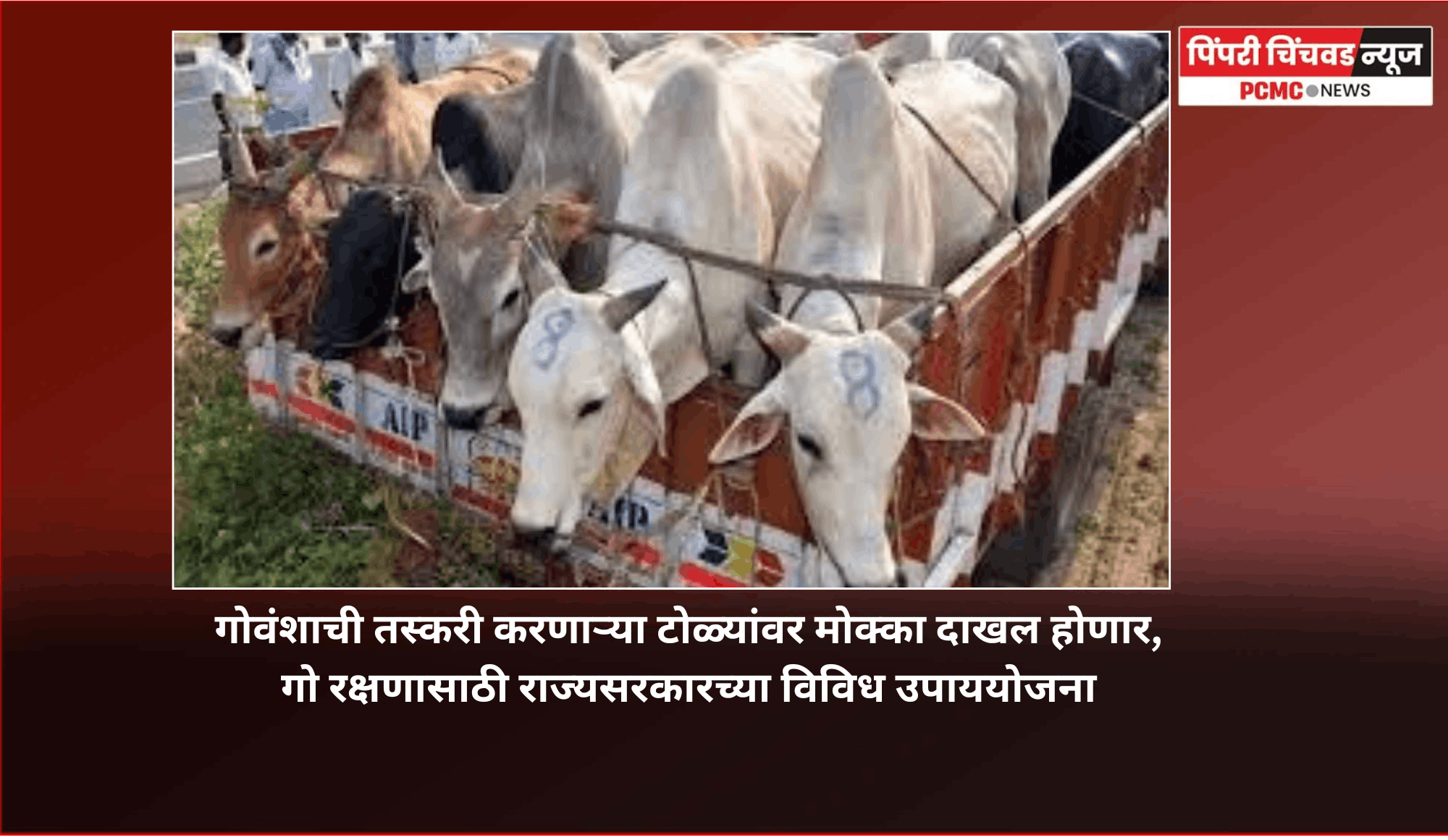 गोवंशाची तस्करी करणाऱ्या टोळ्यांवर मोक्का दाखल होणार, गो रक्षणासाठी राज्यसरकारच्या विविध उपाययोजना
