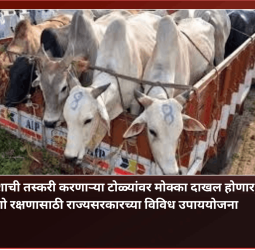 गोवंशाची तस्करी करणाऱ्या टोळ्यांवर मोक्का दाखल होणार, गो रक्षणासाठी राज्यसरकारच्या विविध उपाययोजना