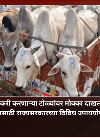 गोवंशाची तस्करी करणाऱ्या टोळ्यांवर मोक्का दाखल होणार, गो रक्षणासाठी राज्यसरकारच्या विविध उपाययोजना