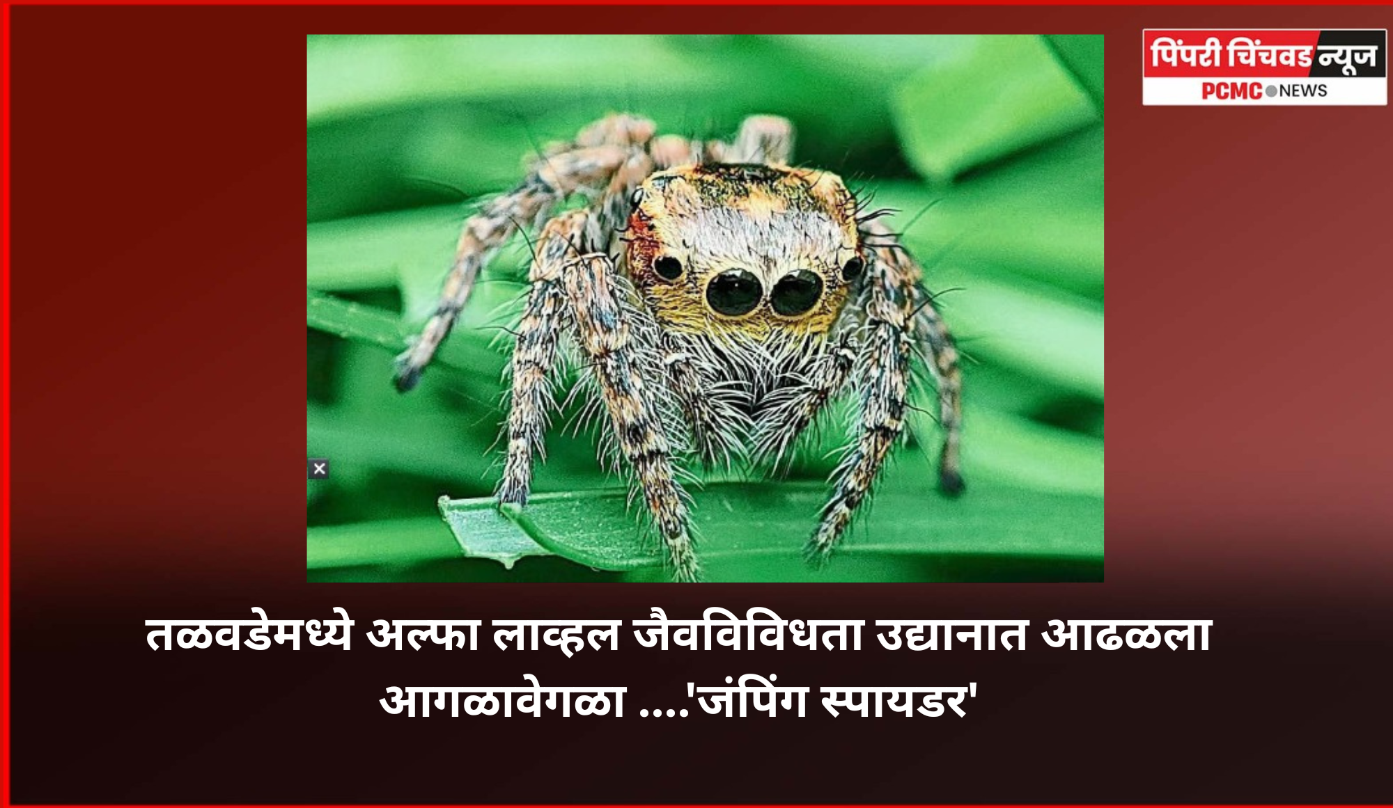 तळवडेमध्ये अल्फा लाव्हल जैवविविधता उद्यानात आढळला आगळावेगळा ....'जंपिंग स्पायडर'