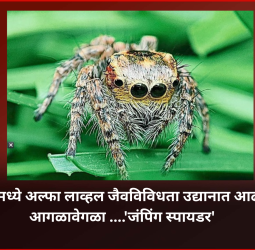 तळवडेमध्ये अल्फा लाव्हल जैवविविधता उद्यानात आढळला आगळावेगळा ....'जंपिंग स्पायडर'