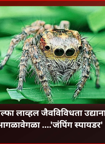 तळवडेमध्ये अल्फा लाव्हल जैवविविधता उद्यानात आढळला आगळावेगळा ....'जंपिंग स्पायडर'