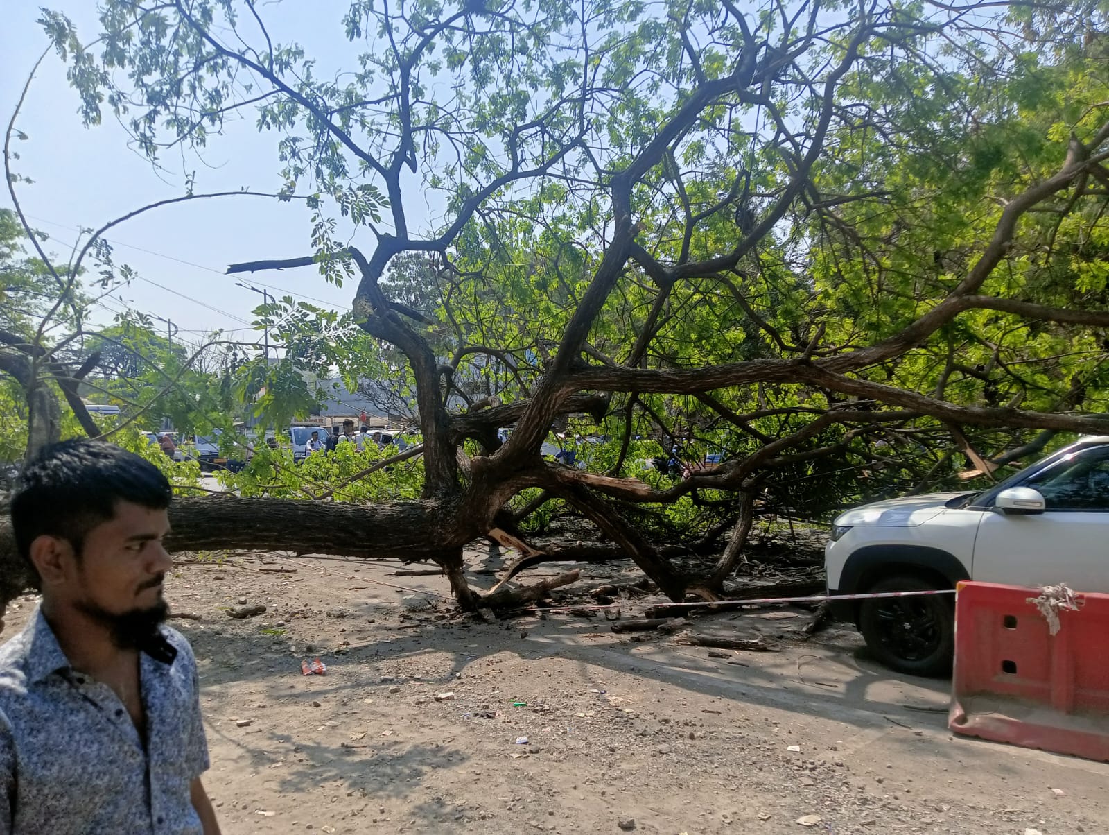 *महापालिकेच्या खोदकामात* *सावली देणारं झाड भुईसपाट!*