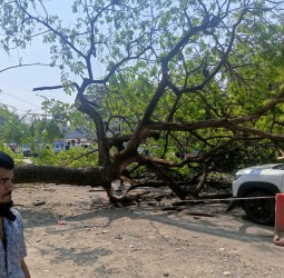 *महापालिकेच्या खोदकामात* *सावली देणारं झाड भुईसपाट!*