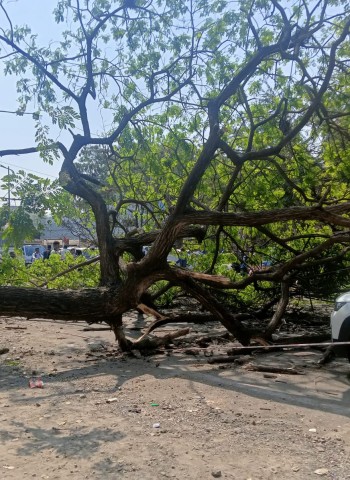 *महापालिकेच्या खोदकामात* *सावली देणारं झाड भुईसपाट!*