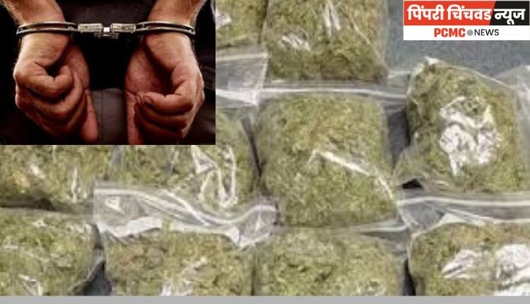 निगडीमध्ये ११ हजारांचा गांजा जप्त; आरोपीस अटक