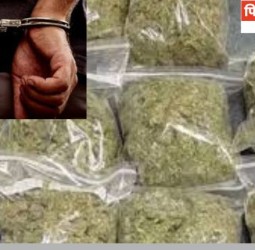 निगडीमध्ये ११ हजारांचा गांजा जप्त; आरोपीस अटक