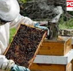 मधुमक्षिका पालन प्रशिक्षण शिबिरात सहभागी होण्याचे आवाहन