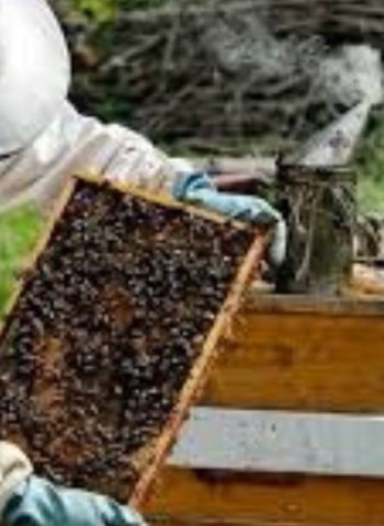 मधुमक्षिका पालन प्रशिक्षण शिबिरात सहभागी होण्याचे आवाहन